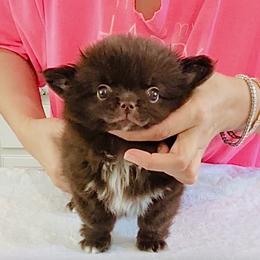 Ruby-show quality-Pending 9980 - Chocolate and white male Chihuahua puppy in Santa Rosa Beach, Florida from Eva's Chihuahua