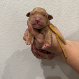 Girl 5 - Golden female Golden Retriever puppy in Victorville, California from Martinez Goldens