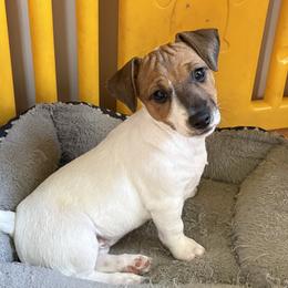 Tan and white girl - Tan and white female Jack Russell Terrier puppy in Williston, Florida from CP FARMS BORDER COLLIES N JACKS CORP