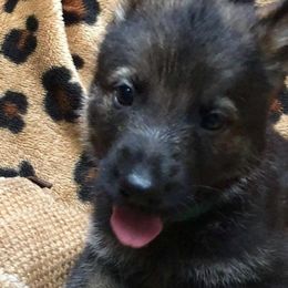 German Shepherds from Vom Barteks Haus