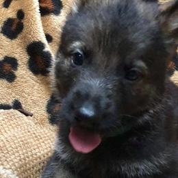 German Shepherds from Vom Barteks Haus