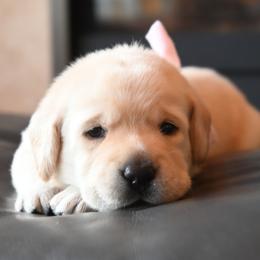 Miss Pink Stormi-Bosley - Yellow female Labrador Retriever puppy in Pasco, Washington from ROCK CREEK LABRADORS