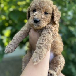 Goldendoodle Puppies from Happy Doodle