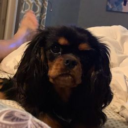 Cocoa - Cavalier King Charles Spaniel