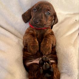 Red Collar Boy - Brindle male Dachshund puppy in Baltimore, Maryland from Passport Dachshunds