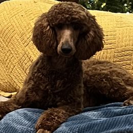 Ellie - Poodle