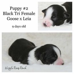 Puppy 2 - Black tri female Miniature American Shepherd puppy in Ellensburg, Washington from Wiggle Rump Ranch