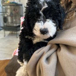 Pink - Black and white female Bernedoodle puppy in Millville, New Jersey from Michelle's Doodles