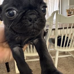 French Bulldog and Pug Puppies from Frankspugs72