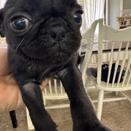French Bulldog and Pug Puppies from Frankspugs72
