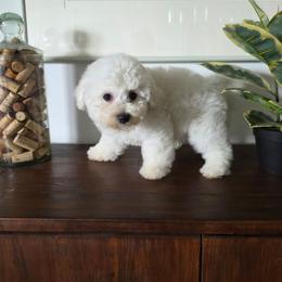 Orange girl - White female Bichon Frise puppy in Henryville, Indiana from Sweetwaterbichonfriseandpoodles.com