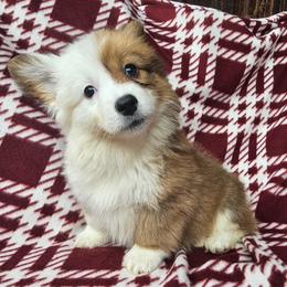 Glinda - Red female Pembroke Welsh Corgi puppy in Castle Rock, Washington from Heckman Corgis