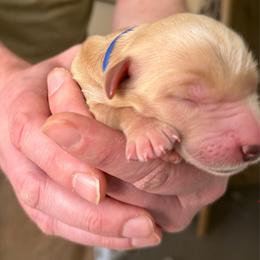 Pick 10 - Golden male Golden Retriever puppy in Golden, Colorado from Legacy Retriever Project