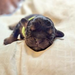 Oz (Ozzy) - Black and tan male Cavalier King Charles Spaniel puppy in Corpus Christi, Texas from Kings Cross Cavaliers