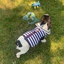 French Bulldogs from Peaks Ranches