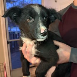 Male 5. - Black and white male Border Collie puppy in Asheboro, North Carolina from Coble Kennels