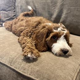 Brianna -The brave sweetheart - Red  female Goldendoodle puppy in Placerville, California from New Dawn Poodles and Doodles