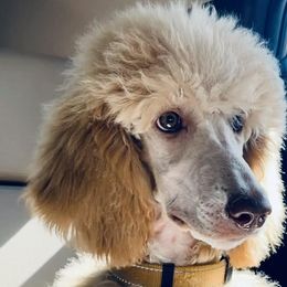 Poodles from “Parti” like a Poodle
