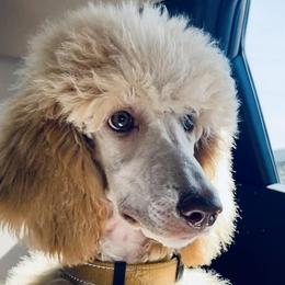 Poodles from “Parti” like a Poodle