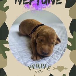 Purple Collar - Neptune - Yellow female Labrador Retriever puppy in Sumerduck, Virginia from Cedar Mountain Retrievers