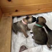 Chinook Puppies from Granite Hill Chinooks