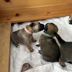Chinook Puppies from Granite Hill Chinooks
