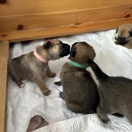Chinook Puppies from Granite Hill Chinooks
