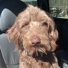 Cindy Lou - Goldendoodle