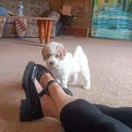 Cosmo - Cream male Goldendoodle puppy in Haddam, Kansas from Golden B Acres