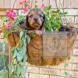 Willow - Brindle female Dachshund puppy in Erick, Oklahoma from 4-L Backyard Dach
