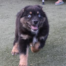 Mackenzie - Black tri-color male Australian Shepherd puppy in Sonoita, Arizona from Gardner Canyon Kennels