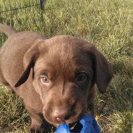 Dillion - Chocolate male Labrador Retriever puppy in Madras, Oregon from GT Labradors