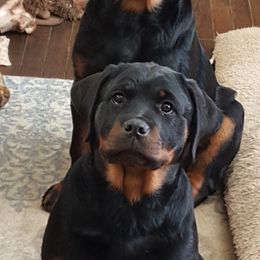 Rottweiler All Grown Up from Vangard's Rottweilers