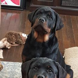 Rottweiler All Grown Up from Vangard's Rottweilers