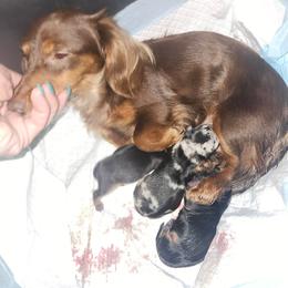 Dachshund puppies from Walker Ranch Danes & Dachshunds