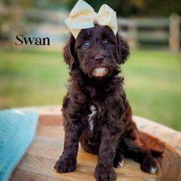 Swan - Chocolate female Double Doodle puppy in Cleveland, Tennessee from Edgewater Doodles & Designer Pups