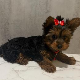 Belle - Black and gold female Yorkshire Terrier puppy in Maple Heights, Ohio from Yorkiesllc