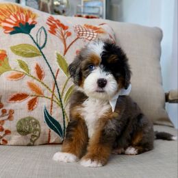 Chilly - Merle female Bernedoodle puppy in Murray, Utah from Sun Valley Doodles