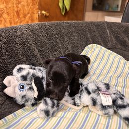 Blue collar - Black brindle male Scottish Terrier puppy in Hastings, Nebraska from D & J SCOTTIES AND CAIRNS & Miniature Long haired Dachshunds