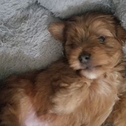 Dachshund and Yorkshire Terrier Puppies from Kimberly's Lovable Littles