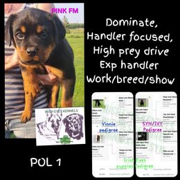 Girl 2 - Black and mahogany female Rottweiler puppy in De Witt, Iowa from Irish Eyes Kennels