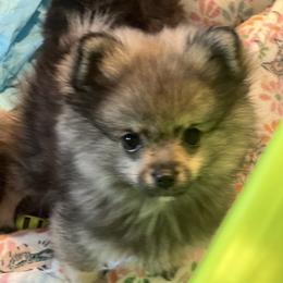 Sadie - Black and tan female Pomeranian puppy in Brentwood, California from Royalpawpoms