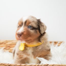 Golden Retriever, Miniature American Shepherd, and Siberian Husky Puppies from HuskiesAndGoldensWithFinesse