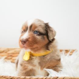 Golden Retriever, Miniature American Shepherd, and Siberian Husky Puppies from HuskiesAndGoldensWithFinesse