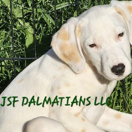Joey - Dalmatian puppy in Conrath, Wisconsin from JSF Dalmatians LLC