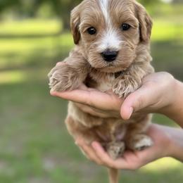 Finn - Apricot male Goldendoodle puppy in Arcadia, Florida from KnuDawn Goldendoodles and Cavapoos