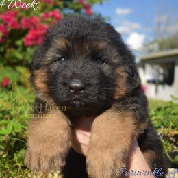 Peri - Black and red male German Shepherd puppy in Orlando, Florida from AceHaven Canines