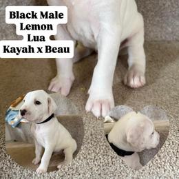 LUA Male 1 - White and lemon male Dalmatian puppy in Louisa, Virginia from Dalmatian Creation LLC