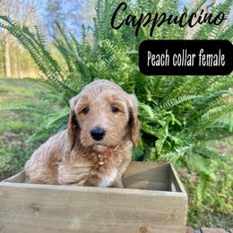 Cappuccino - Apricot female Goldendoodle puppy in Taylorsville, North Carolina from Doggone Dixie Doodles