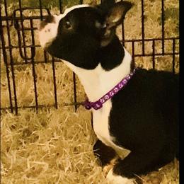 Boston Terrier puppies from Melissa Holifield